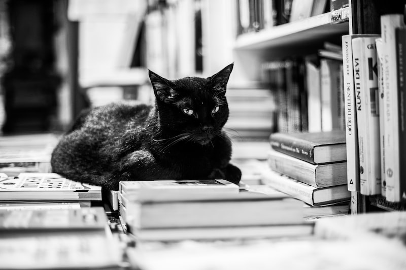Zeytin ve Zeytin Yağı İle Sos Tarifleri Zeytin ve Zeytin Yağı İle Sos Tarifleri