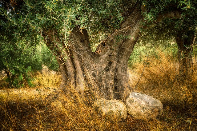 Bebekler İçin Zeytin Yağlı Sabunlar Bebekler İçin Zeytin Yağlı Sabunlar