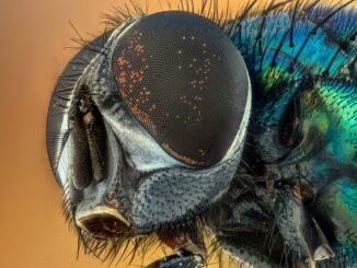 Böcek İlacı Kullanımı Zeytin Ağaçlarına Zararlı mı?