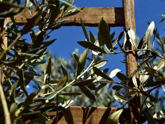 Bodrum’da Zeytin Hasat Günleri Başladı