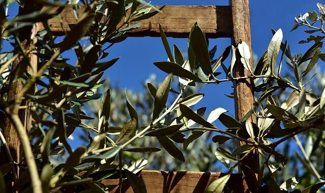Bodrum’da Zeytin Hasat Günleri Başladı Bodrum’da Zeytin Hasat Günleri Başladı