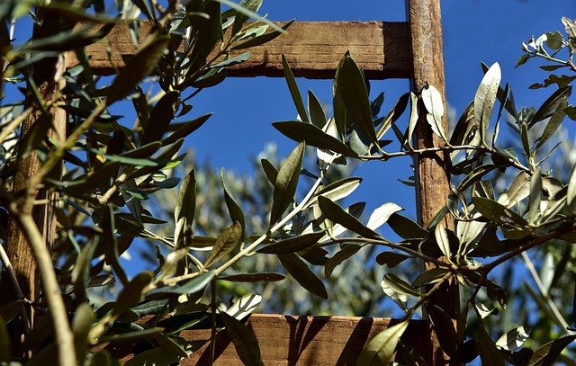 Bodrum’da Zeytin Hasat Günleri Başladı Bodrum’da Zeytin Hasat Günleri Başladı