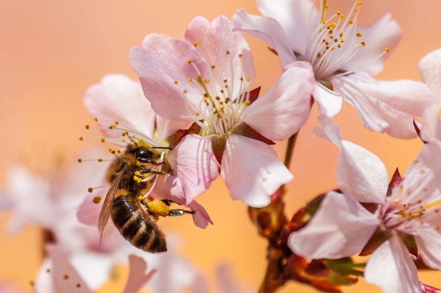 Dünya Zeytin Günü Etkinlikleri Başlıyor Dünya Zeytin Günü Etkinlikleri Başlıyor