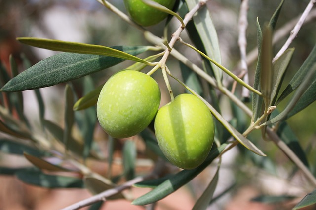 Ege'de Zeytin Hasadı Başladı: Üreticiler Sezona Hazır Ege'de Zeytin Hasadı Başladı: Üreticiler Sezona Hazır