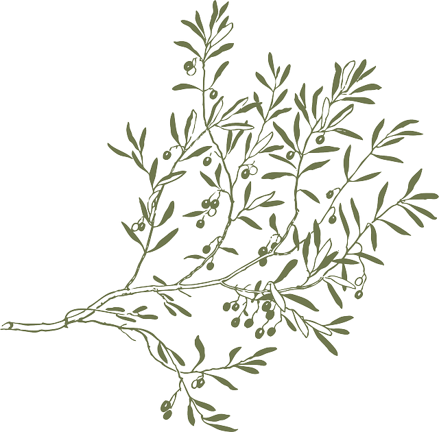 Geleneksel Zeytin Hasadı Etkinlikleri Sürüyor Geleneksel Zeytin Hasadı Etkinlikleri Sürüyor