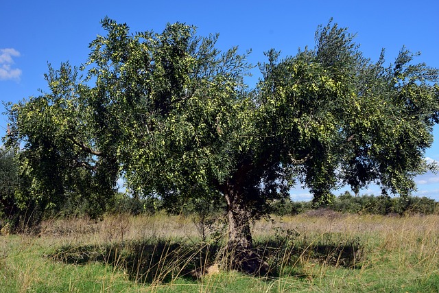 Geleneksel Zeytin Hasadı Etkinlikleri Sürüyor Geleneksel Zeytin Hasadı Etkinlikleri Sürüyor