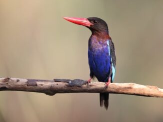 Güneydoğu'da Zeytin Üretim Alanları Genişletiliyor