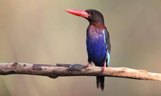 Güneydoğu'da Zeytin Üretim Alanları Genişletiliyor Güneydoğu'da Zeytin Üretim Alanları Genişletiliyor