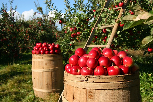 Tarım Bakanlığı’ndan Zeytin Üreticilerine Destek Tarım Bakanlığı’ndan Zeytin Üreticilerine Destek