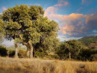 Zeytin Ağaçları Etrafında Çevre Bilinçlendirme Çalışmaları