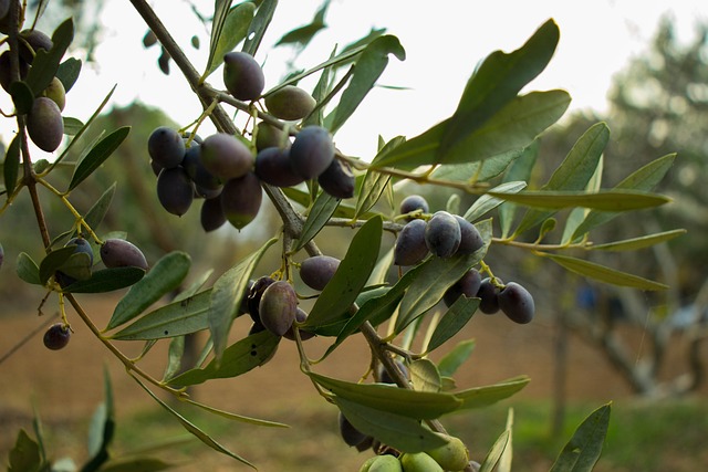 Zeytin Ağaçları Etrafında Çevre Bilinçlendirme Çalışmaları Zeytin Ağaçları Etrafında Çevre Bilinçlendirme Çalışmaları
