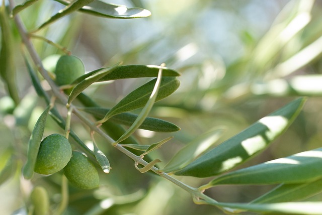 Zeytin Ağaçları İçin Yeni Nesil Gübreleme Yöntemleri Zeytin Ağaçları İçin Yeni Nesil Gübreleme Yöntemleri