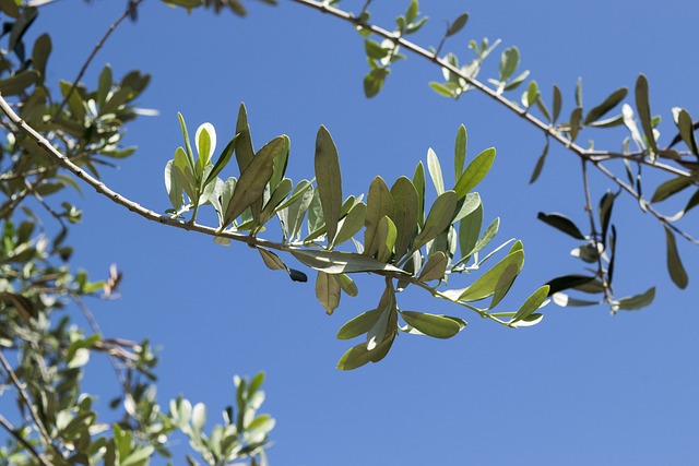 Zeytin Ağaçları İçin Yeni Nesil Gübreleme Yöntemleri Zeytin Ağaçları İçin Yeni Nesil Gübreleme Yöntemleri