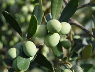 Zeytin Ağaçlarının Bakımı İçin Organik Gübre Çalışmaları