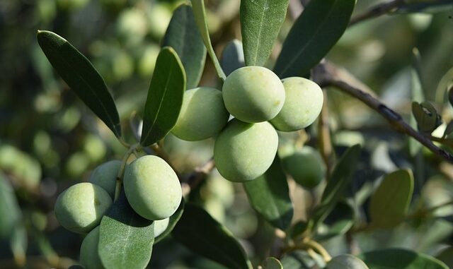 Zeytin Ağaçlarının Bakımı İçin Organik Gübre Çalışmaları Zeytin Ağaçlarının Bakımı İçin Organik Gübre Çalışmaları