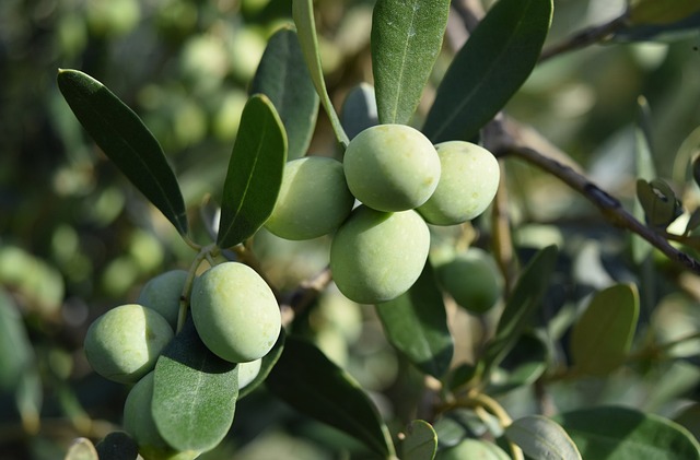 Zeytin Ağaçlarının Bakımı İçin Organik Gübre Çalışmaları Zeytin Ağaçlarının Bakımı İçin Organik Gübre Çalışmaları