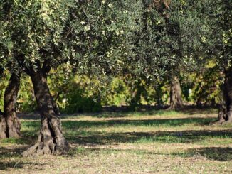 Zeytin Ağaçlarının Yaşlanma Sürecinin Araştırılması