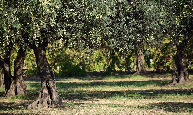 Zeytin Ağaçlarının Yaşlanma Sürecinin Araştırılması Zeytin Ağaçlarının Yaşlanma Sürecinin Araştırılması
