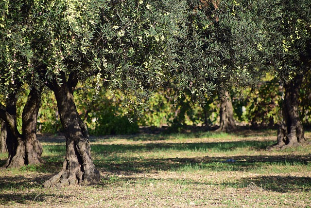 Zeytin Ağaçlarının Yaşlanma Sürecinin Araştırılması Zeytin Ağaçlarının Yaşlanma Sürecinin Araştırılması