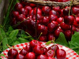 Zeytin Hasadı İçin Yeni Teknolojiler Tanıtıldı