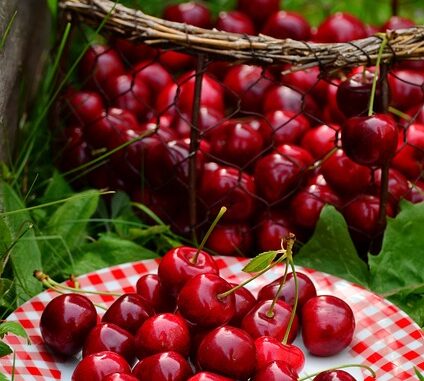 Zeytin Hasadı İçin Yeni Teknolojiler Tanıtıldı Zeytin Hasadı İçin Yeni Teknolojiler Tanıtıldı