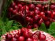 Zeytin Hasadı İçin Yeni Teknolojiler Tanıtıldı