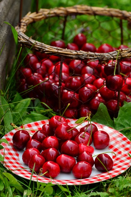 Zeytin Hasadı İçin Yeni Teknolojiler Tanıtıldı Zeytin Hasadı İçin Yeni Teknolojiler Tanıtıldı
