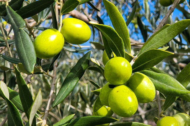 Zeytin Üretiminde Teknoloji Kullanımı Artıyor Zeytin Üretiminde Teknoloji Kullanımı Artıyor