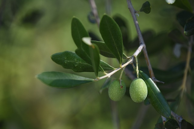 Zeytin Üretiminde Teknoloji Kullanımı Artıyor Zeytin Üretiminde Teknoloji Kullanımı Artıyor