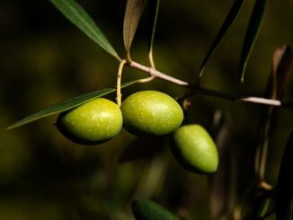 Zeytin ve Zeytinyağı İhracatında Rekor Artış
