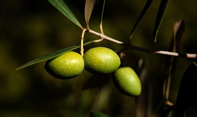 Zeytin ve Zeytinyağı İhracatında Rekor Artış Zeytin ve Zeytinyağı İhracatında Rekor Artış