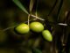 Zeytin ve Zeytinyağı İhracatında Rekor Artış