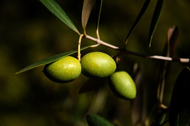 Zeytin ve Zeytinyağı İhracatında Rekor Artış Zeytin ve Zeytinyağı İhracatında Rekor Artış